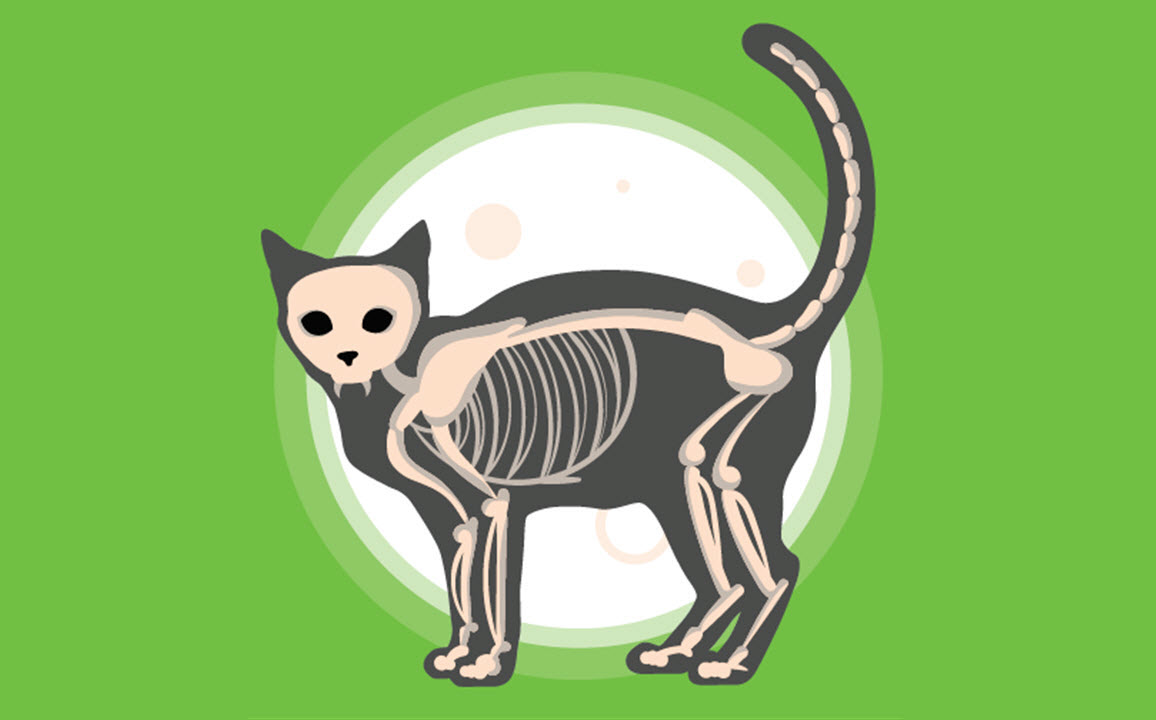 skeleton cat